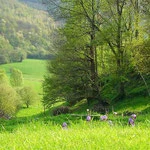 Le petit vallon depuis l'étang